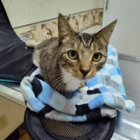 VCA Boulevard Animal Hospital ico