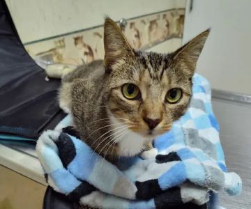 VCA Boulevard Animal Hospital