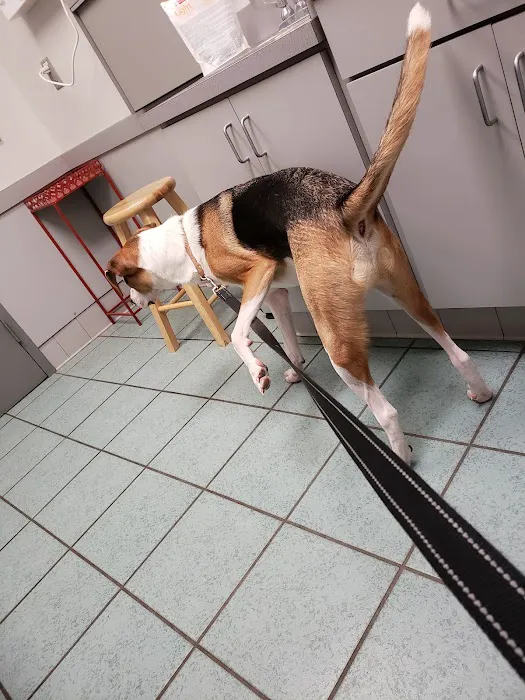 VCA Boulevard Animal Hospital 8