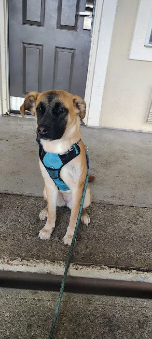 VCA Boulevard Animal Hospital 3