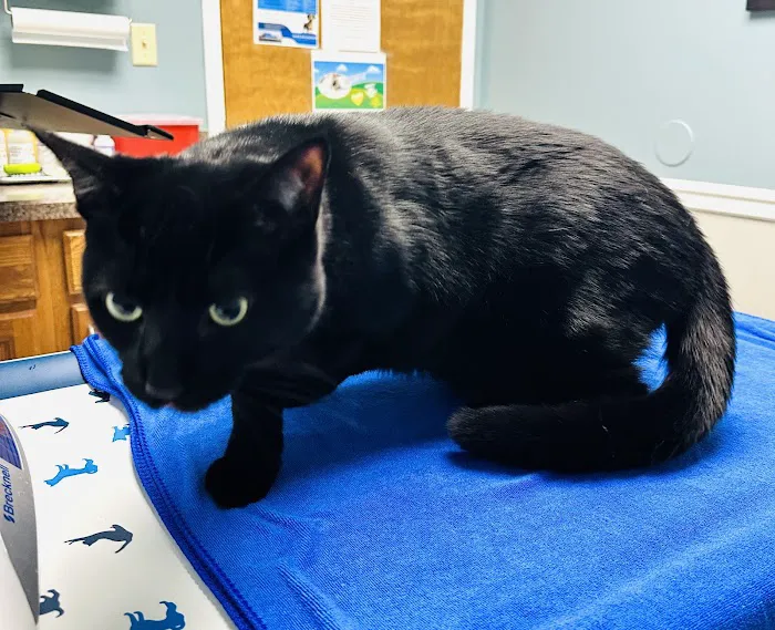 VCA Todds Lane Animal Hospital 7
