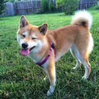 VCA Todds Lane Animal Hospital ico
