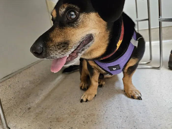 VCA Todds Lane Animal Hospital 2
