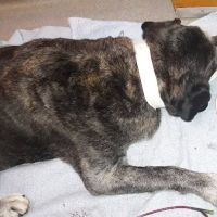 Mercury Animal Hospital Inc. ico