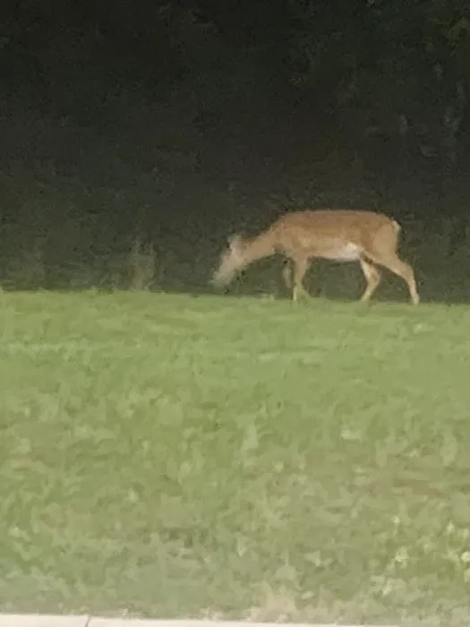 Deer Park Animal Hospital-PADS 12