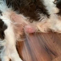 Deer Park Animal Hospital-PADS ico