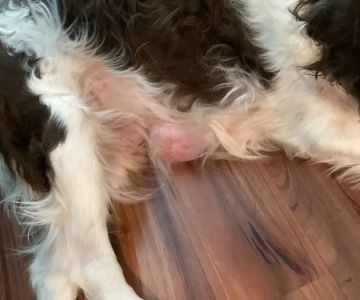 Deer Park Animal Hospital-PADS
