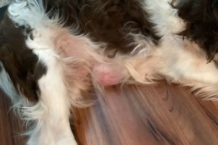 Deer Park Animal Hospital-PADS