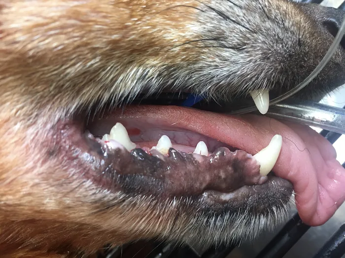 Deer Park Animal Hospital-PADS 12