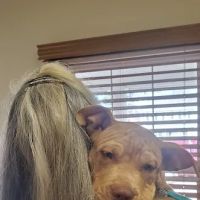 Vetco Total Care Animal Hospital ico