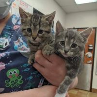 Banfield Pet Hospital ico