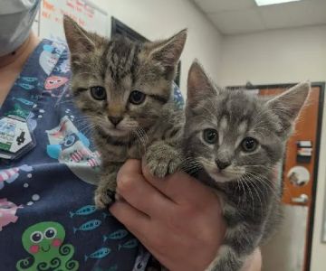 Banfield Pet Hospital