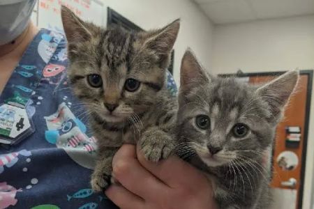Banfield Pet Hospital