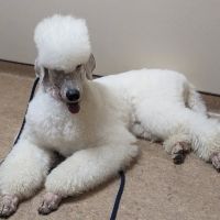 Animal Eye Care Associates ico