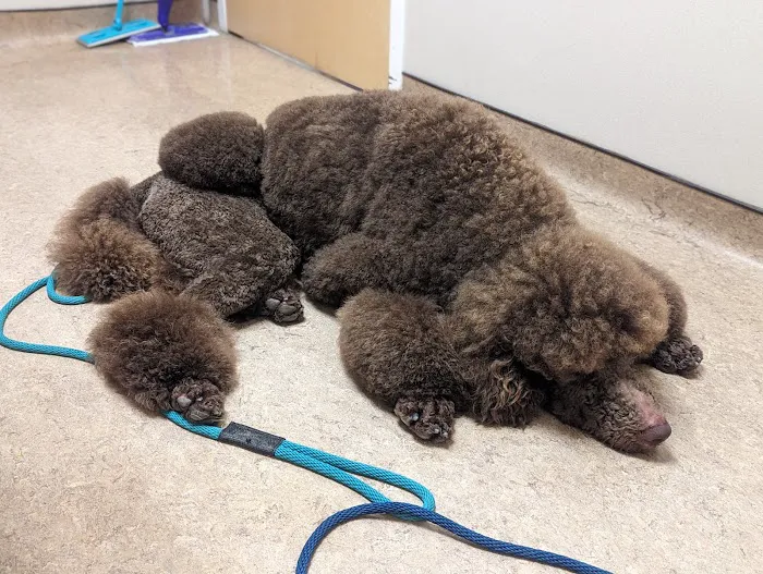 Animal Eye Care Associates 4