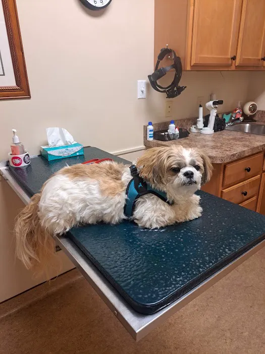 Animal Eye Care Associates 7