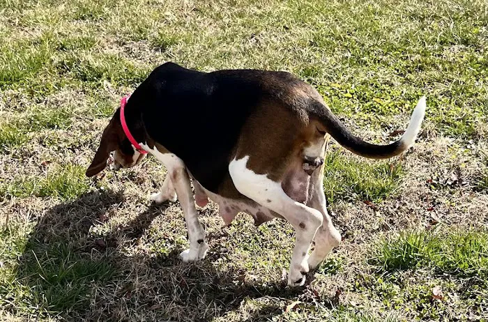 Peninsula Animal Referral Center 5