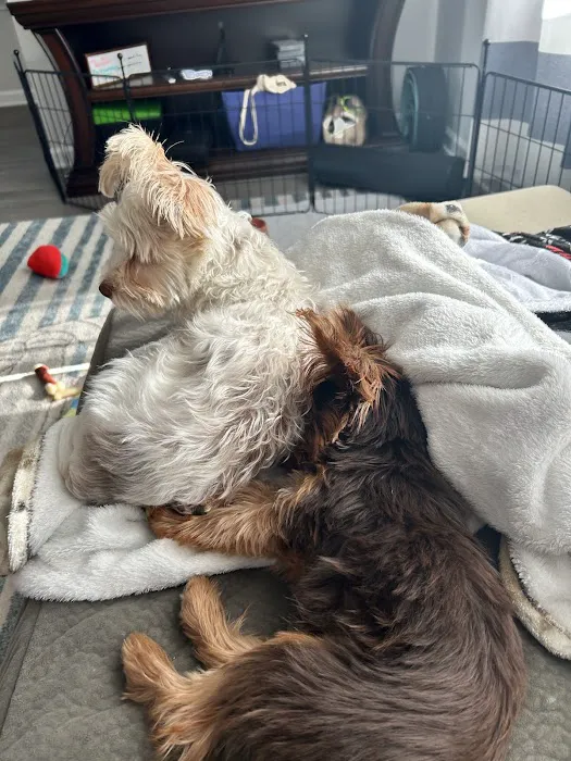Peninsula Animal Referral Center 3