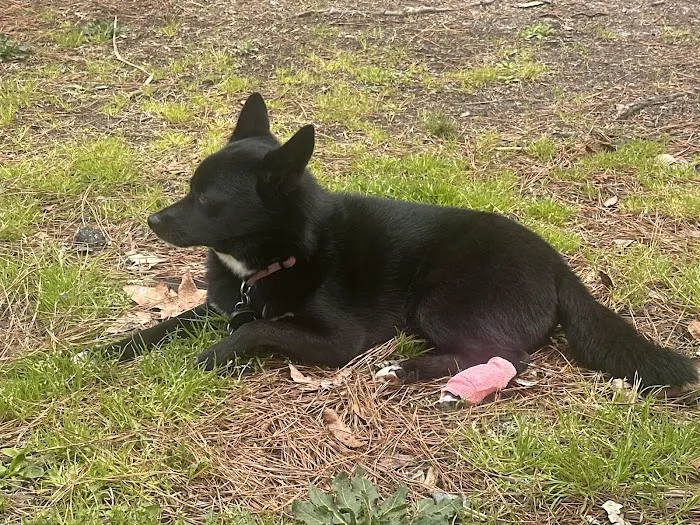 Peninsula Animal Referral Center 10