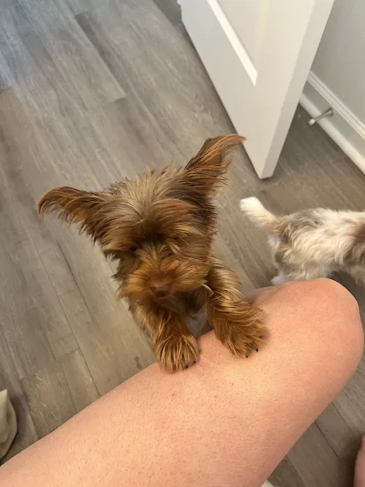 Peninsula Animal Referral Center 4