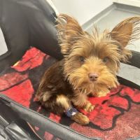 Peninsula Animal Referral Center ico