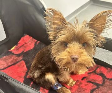 Peninsula Animal Referral Center