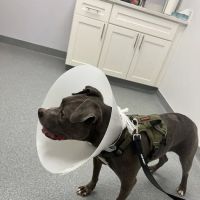 Peninsula Veterinary Clinic ico
