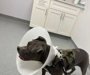Peninsula Veterinary Clinic