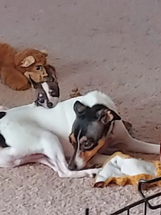 Peninsula Veterinary Clinic 12