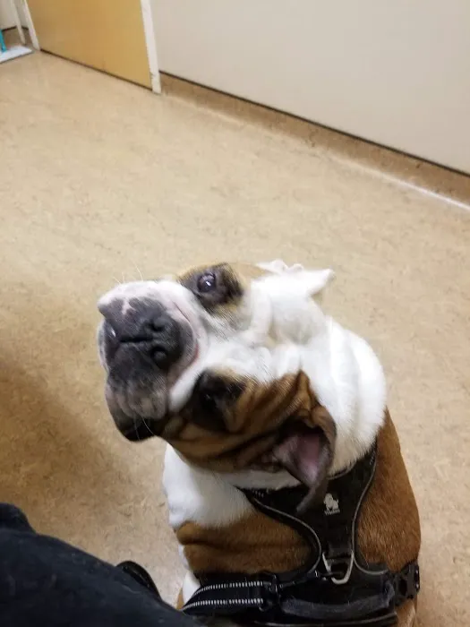 Bay Area Veterinary Surgery 12