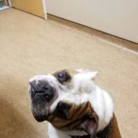 Bay Area Veterinary Surgery ico