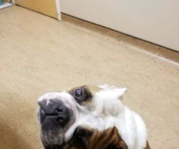 Bay Area Veterinary Surgery