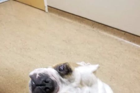 Bay Area Veterinary Surgery