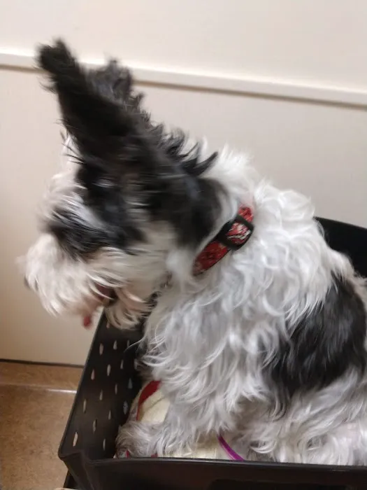 Bay Area Veterinary Surgery 12