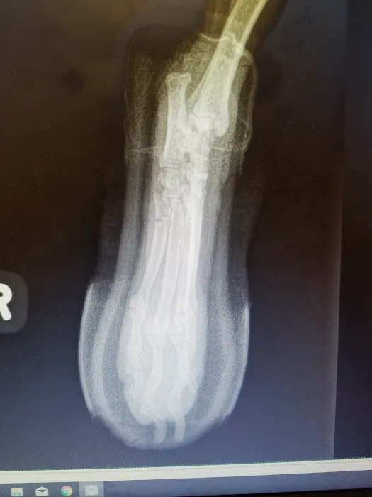 Bay Area Veterinary Surgery 12
