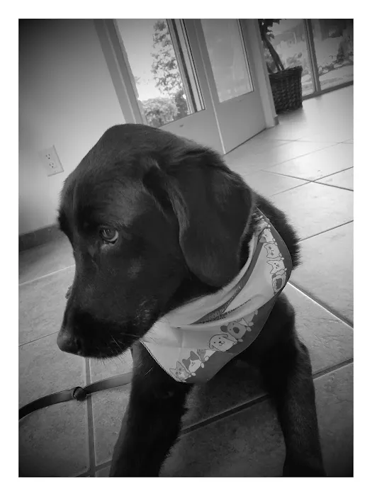 Bay Area Veterinary Surgery 12