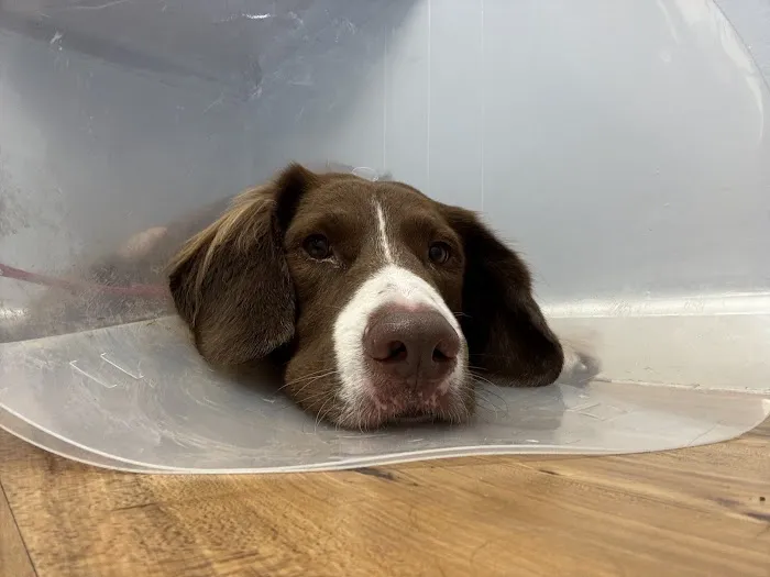 Hampton Roads Veterinary Procedures Center 1