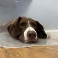 Hampton Roads Veterinary Procedures Center ico