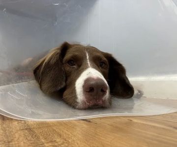 Hampton Roads Veterinary Procedures Center