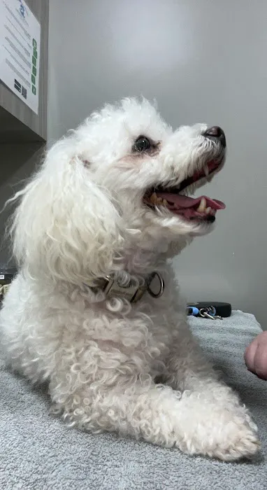 Ivor Veterinary Clinic 4
