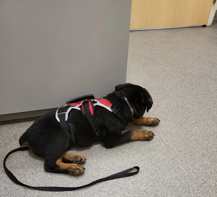 Ivor Veterinary Clinic 9