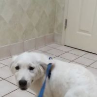 Veterinary Medicine & Surgery ico