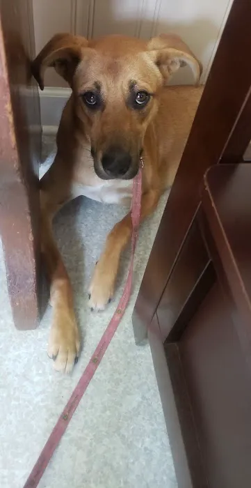 Clinton Animal Hospital 3