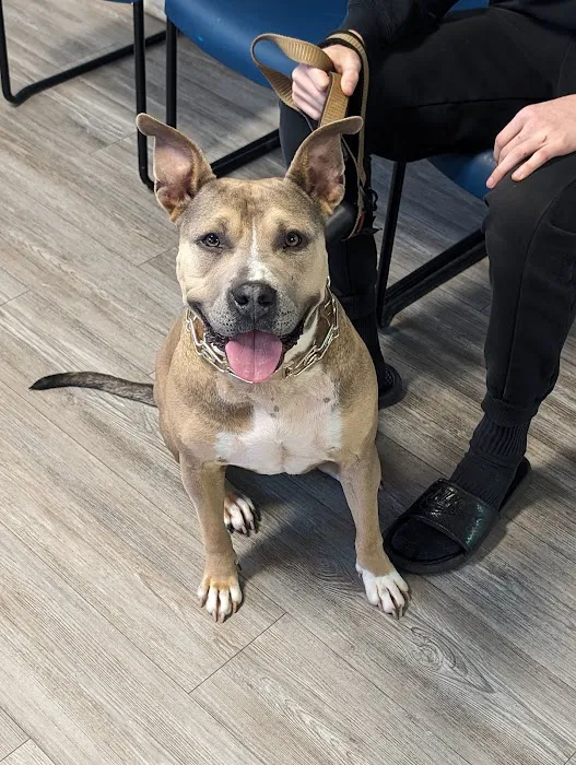 Clinton Animal Hospital 5