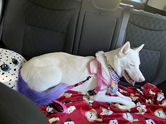 Clinton Animal Hospital 1