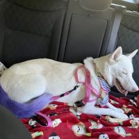 Clinton Animal Hospital ico