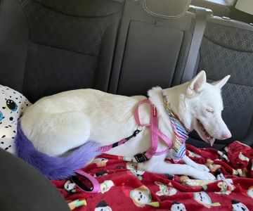Clinton Animal Hospital