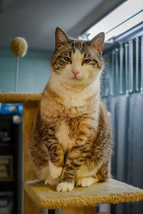 Clinton Animal Hospital 9