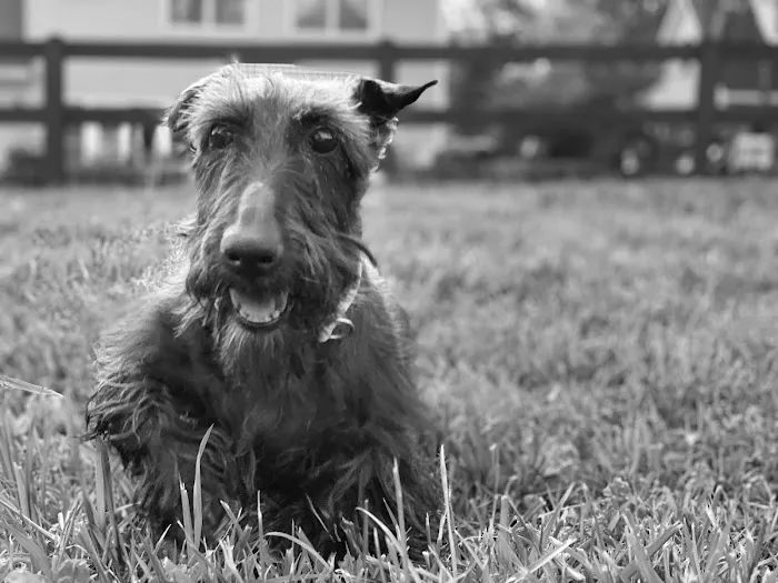 Animal Health Center-Franklin 2