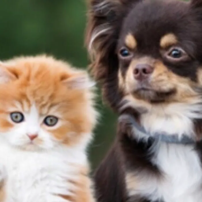 Caring Hands Animal Hospital 7